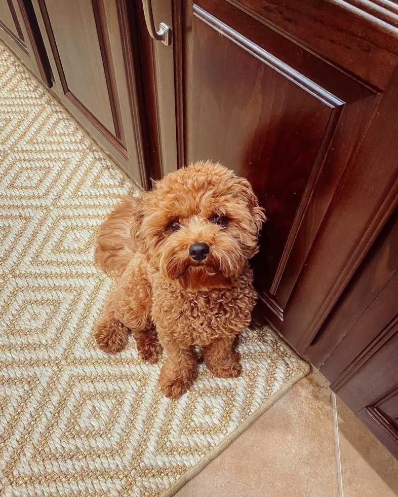 Cute Cavapoo Pup in San Antonio TX