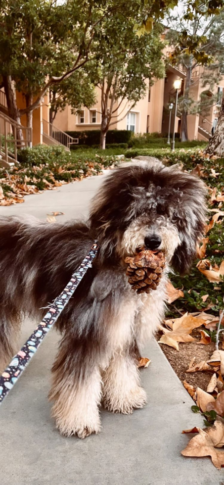 Mini Sheepadoodle Being Cute