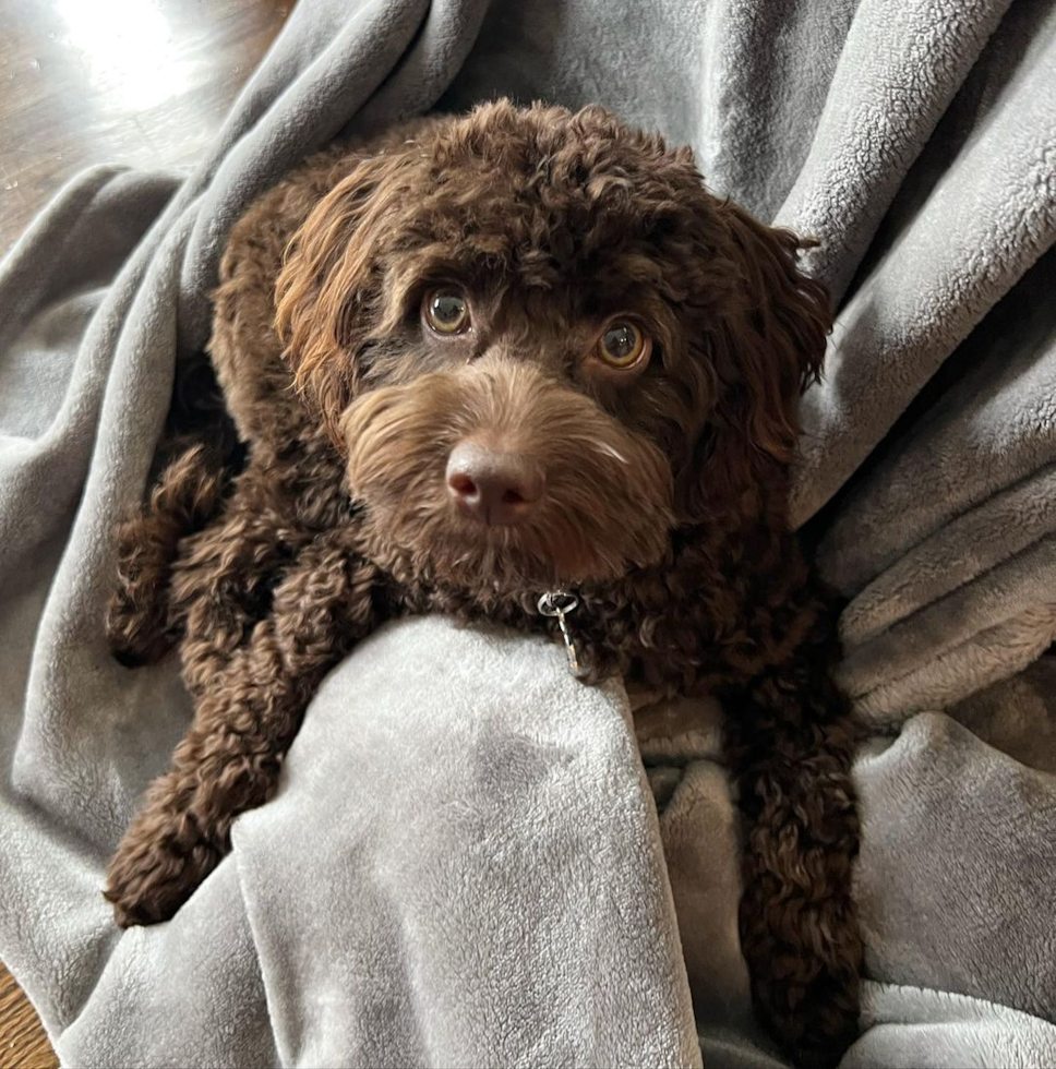 Small Cockapoo Pup in Cranford NJ