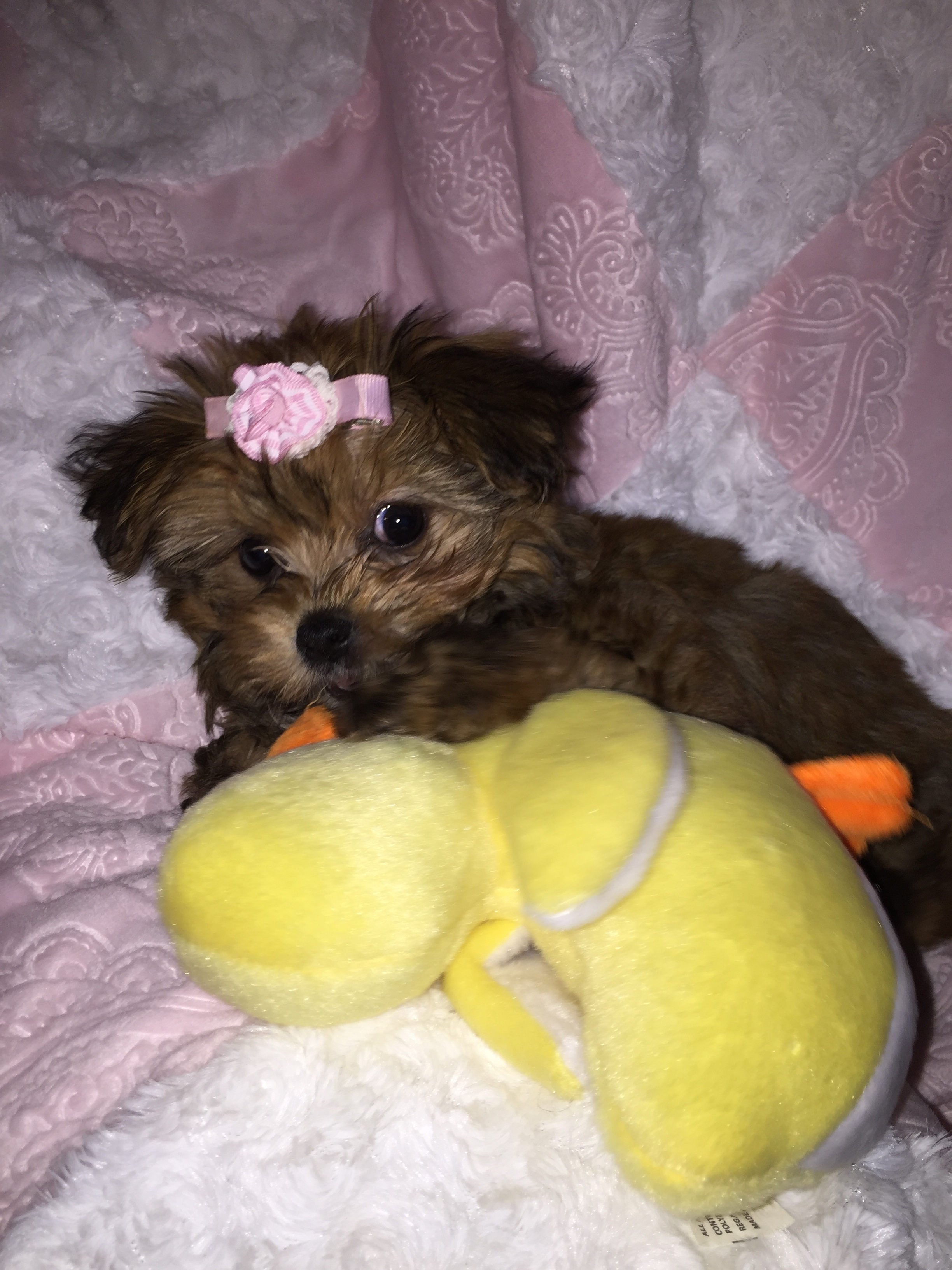 Hypoallergenic Shorkie Designer Puppy