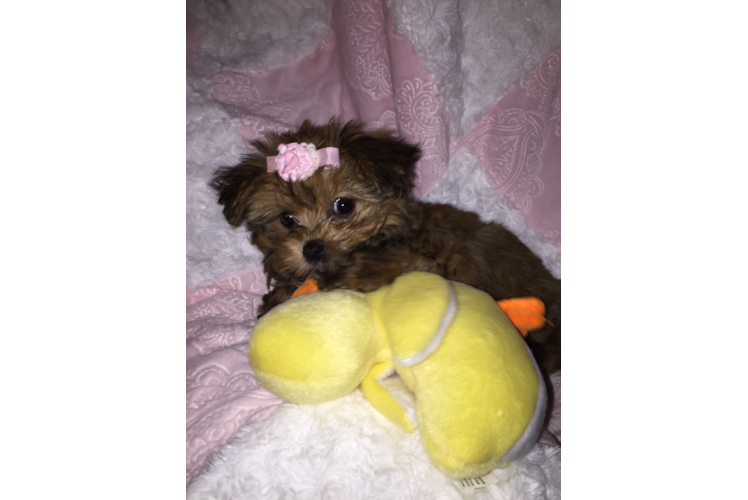 Hypoallergenic Shorkie Designer Puppy