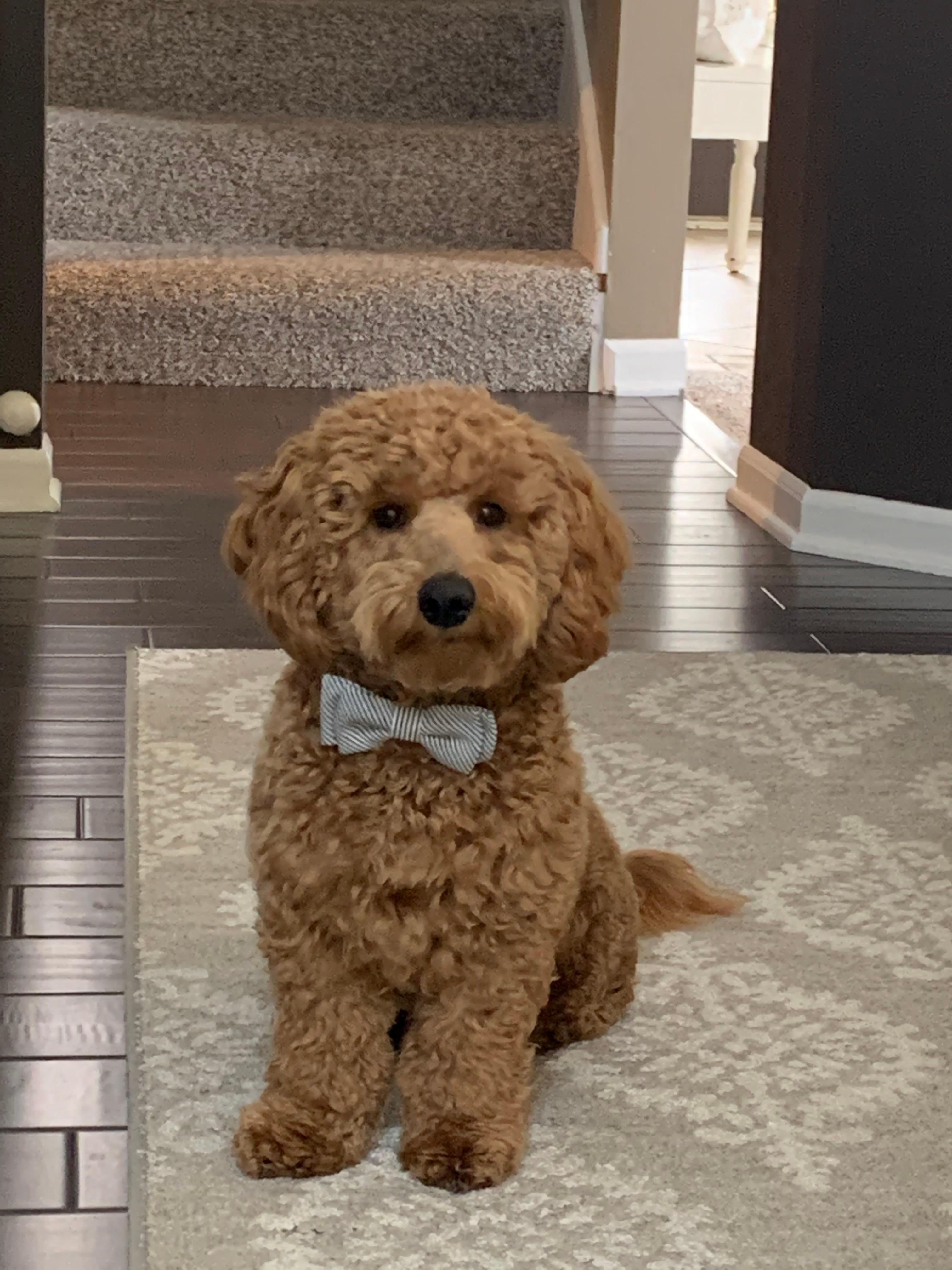 Hypoallergenic Golden Retriever Poodle Mix Puppy