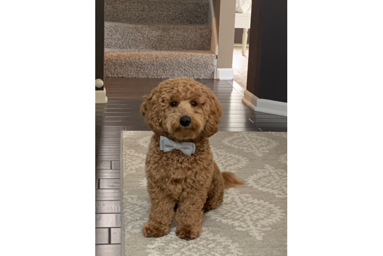 Hypoallergenic Golden Retriever Poodle Mix Puppy