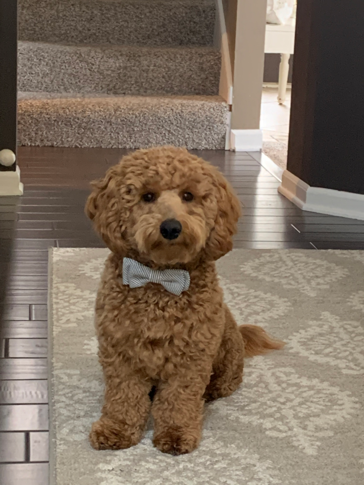 Small Mini Goldendoodle Pup in Fenton MI