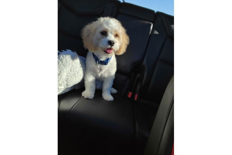 Sweet Cavachon Baby