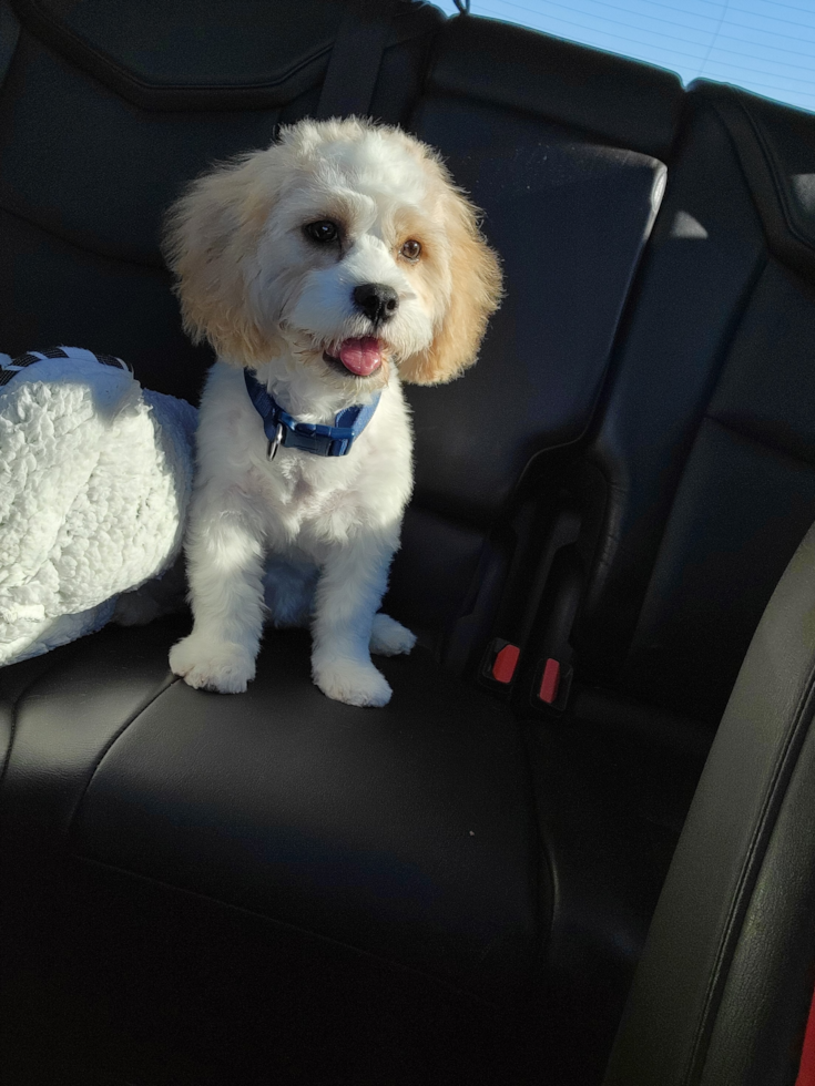 Happy Cavachon Pup