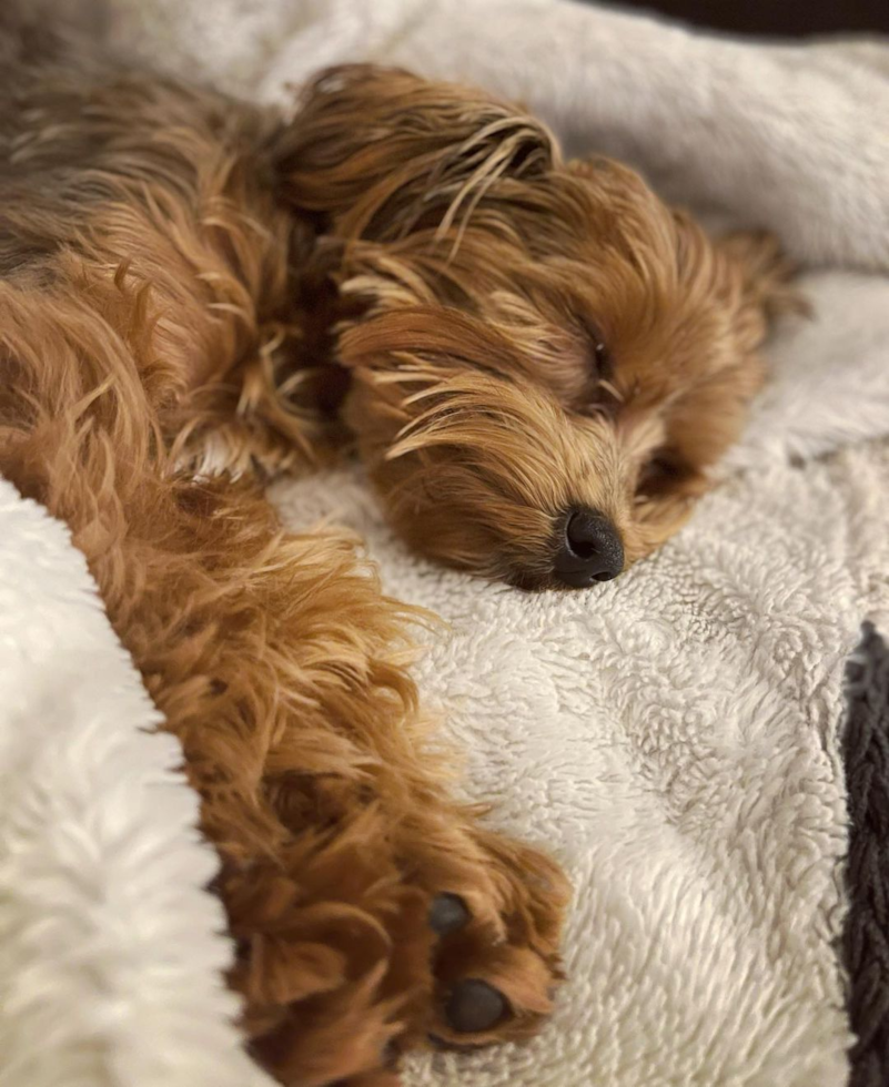 Energetic Yorkie Doodle Poodle Mix Pup