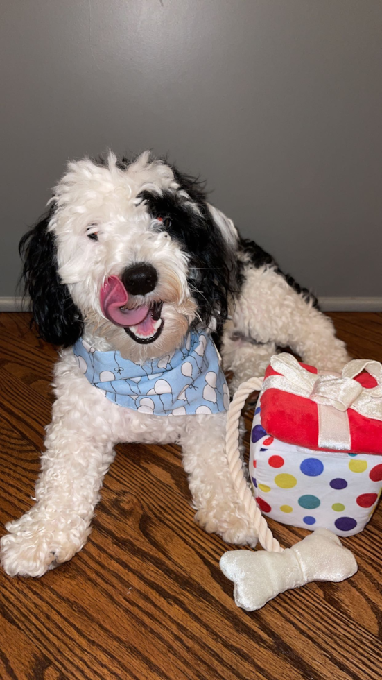 Playful Aussiepoo Poodle Mix Pup