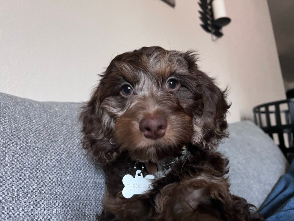 Smart Cockapoo Poodle Mix Pup