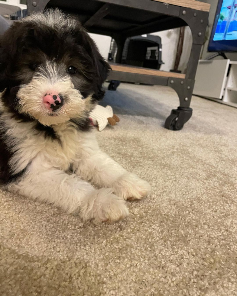 Energetic Sheep Dog Poodle Mix Pup