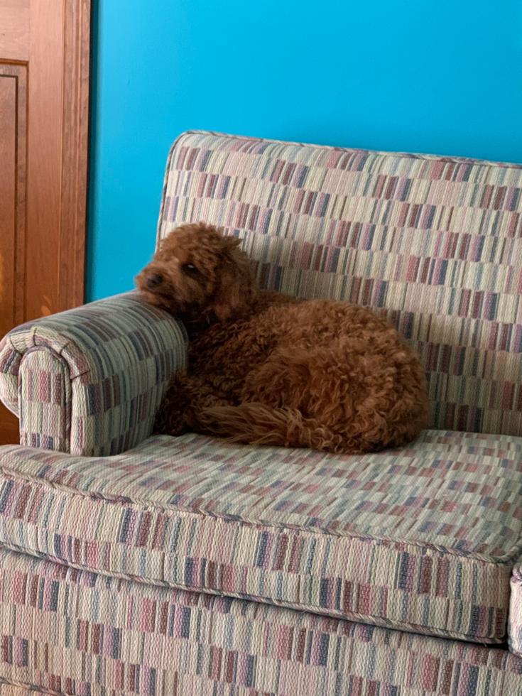 Centerville Mini Goldendoodle Pup