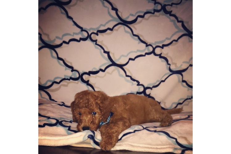 Mini Goldendoodle Puppy for Adoption