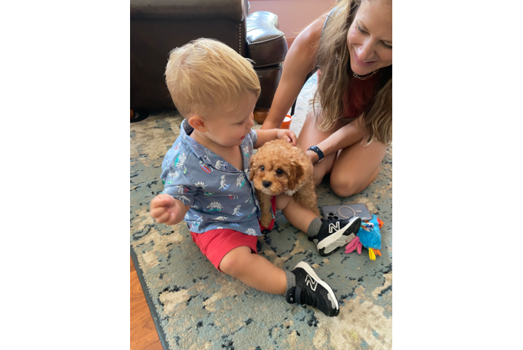 Petite Cavapoo Poodle Mix Pup