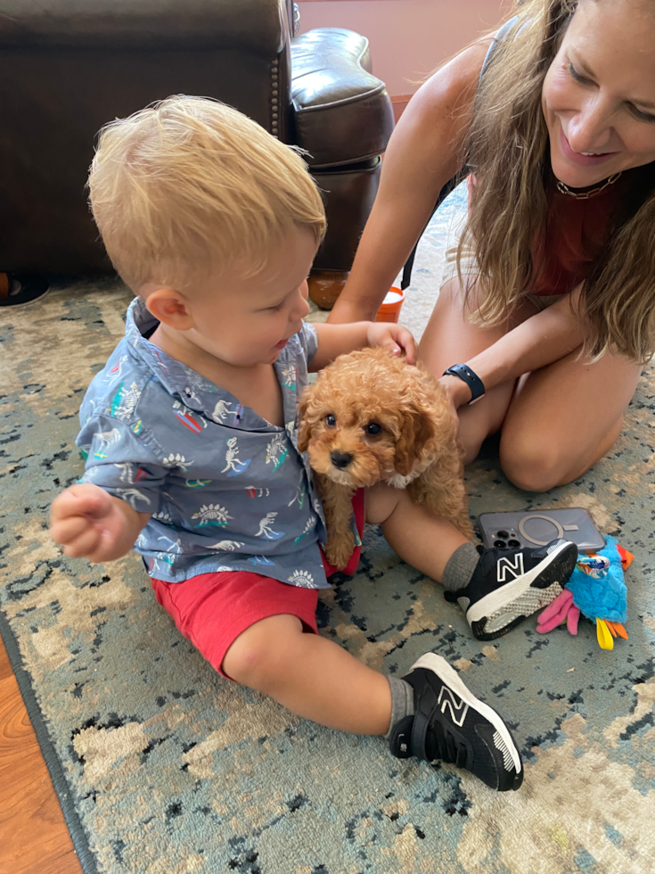 Sweet Cavapoo Pup in