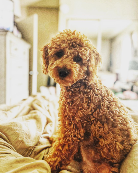 Happy Mini Goldendoodle Pup