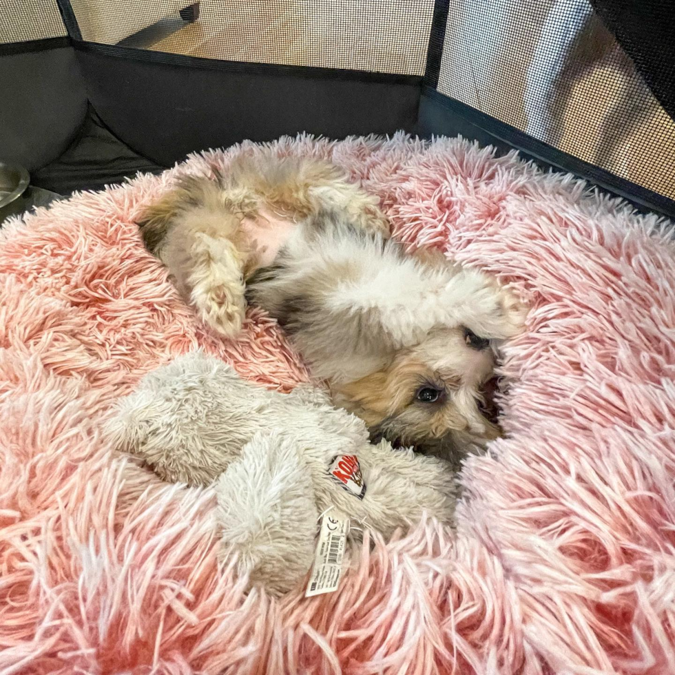 Mini Aussiedoodle Being Cute