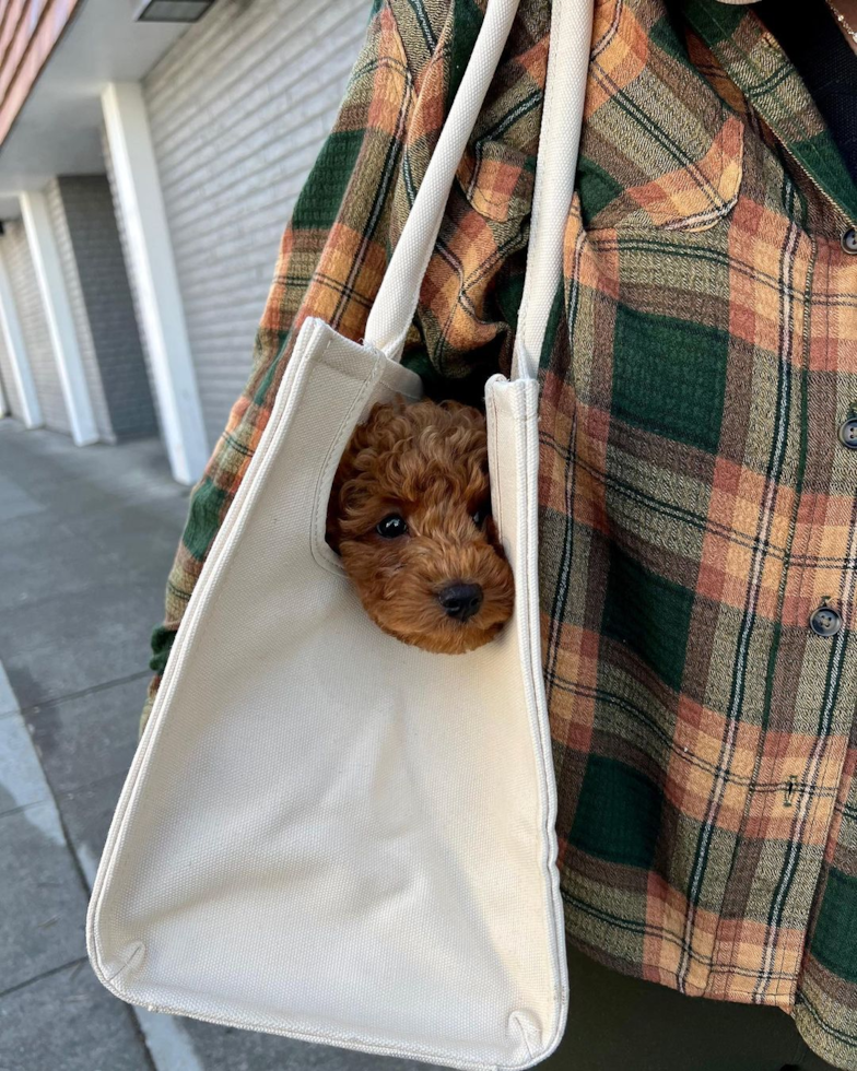 Playful Cavoodle Poodle Mix Pup