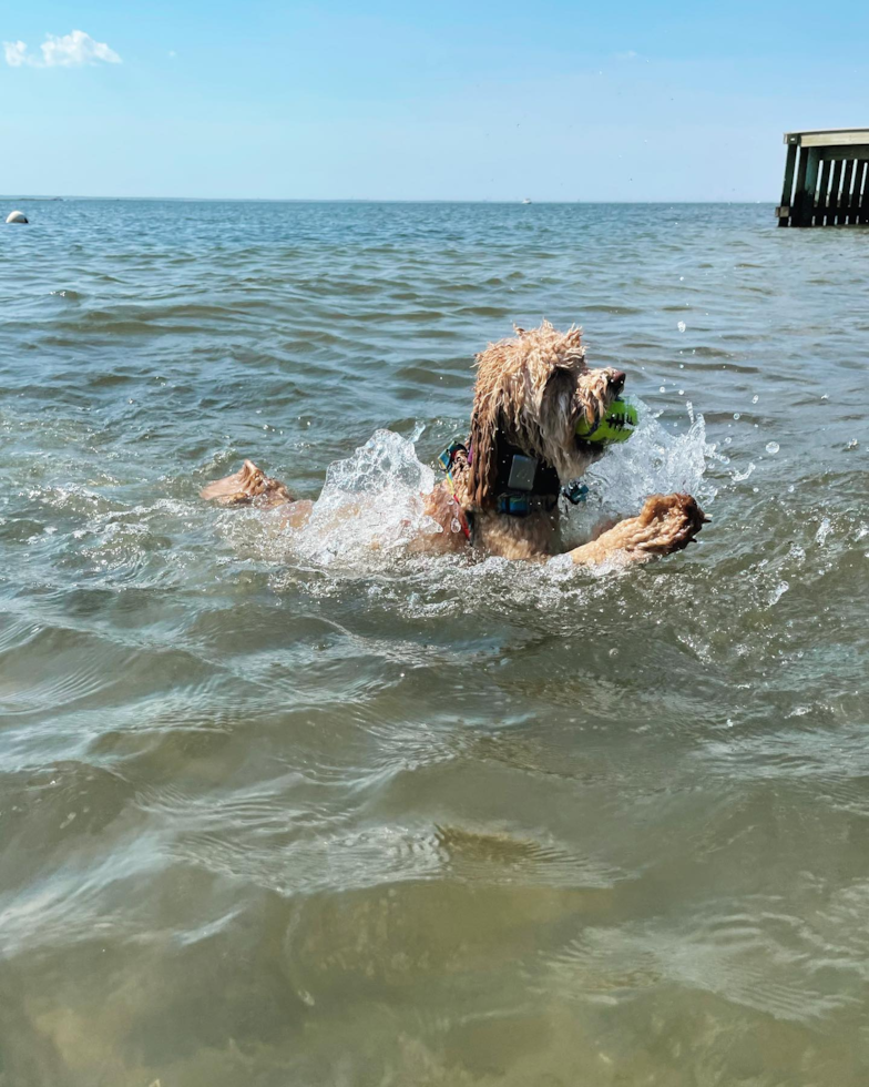 Smart Poodle Pup in Harvey Cedars NJ