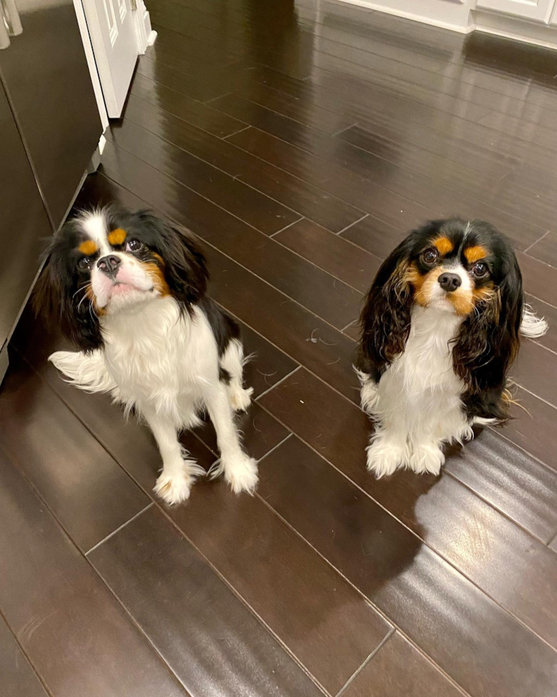 Hypoallergenic Cavalier King Charles Spaniel Pup