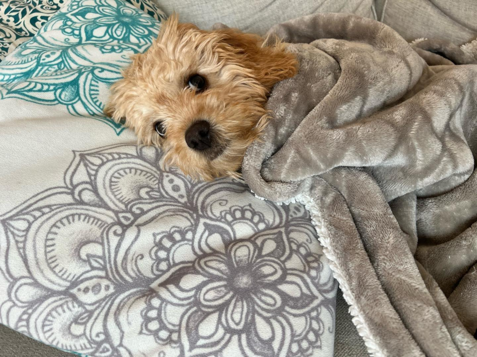 Popular Cavapoo Poodle Mix Pup