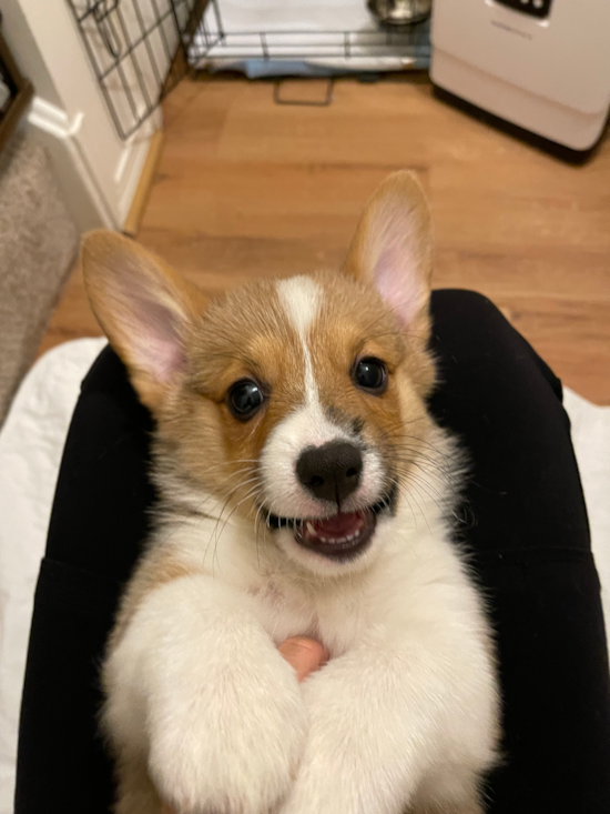 Pembroke Welsh Corgi