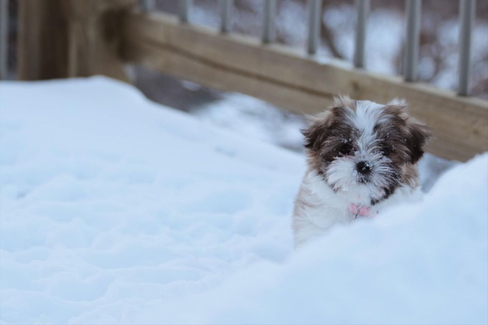 Teddy Bear Being Cute