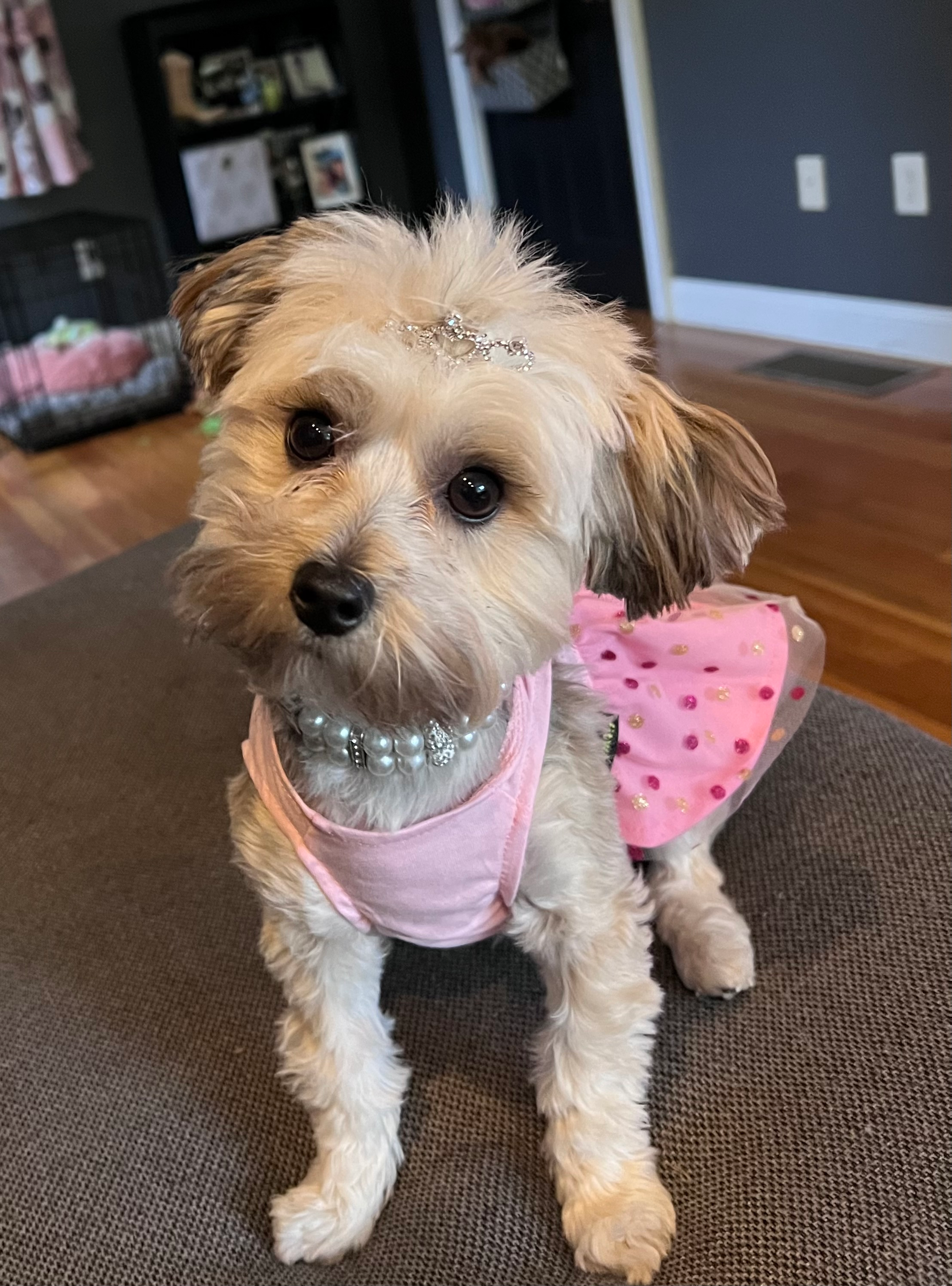 Hypoallergenic Yorkie Designer Puppy