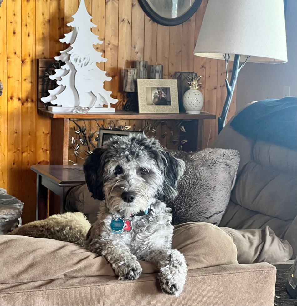 Popular Mini Portidoodle Poodle Mix Pup