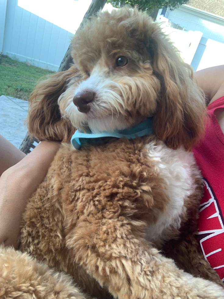 Mini Goldendoodle Being Cute