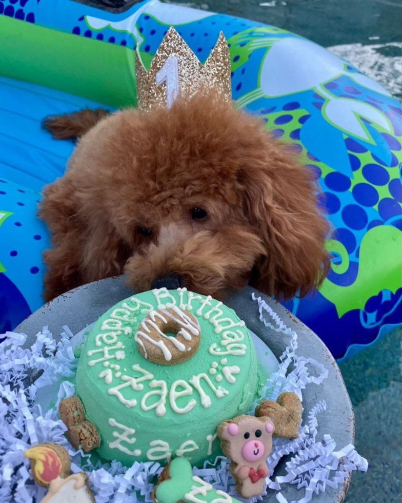 Cavapoo Being Cute