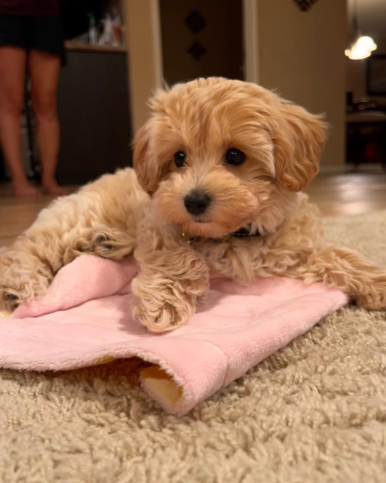 Irvine Maltipoo Pup