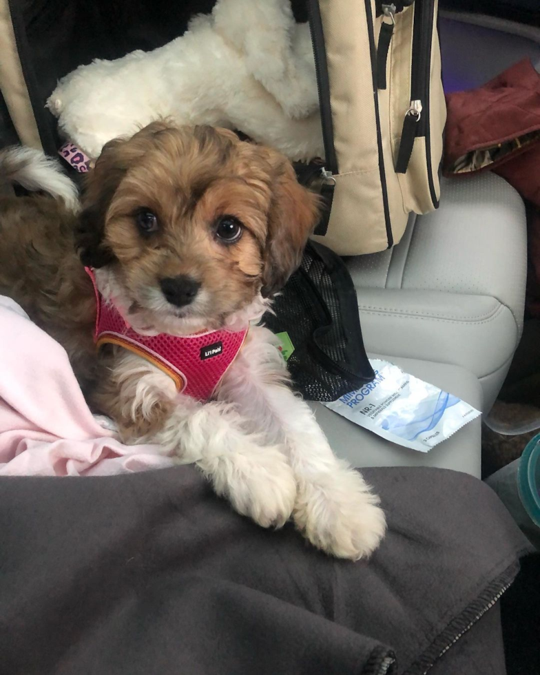 Petite Cavapoo Poodle Mix Pup