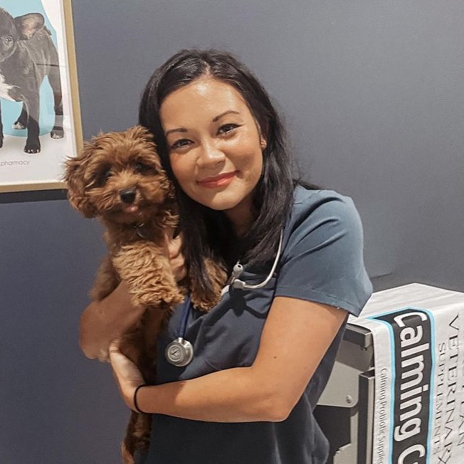Energetic Cockerpoo Poodle Mix Puppy