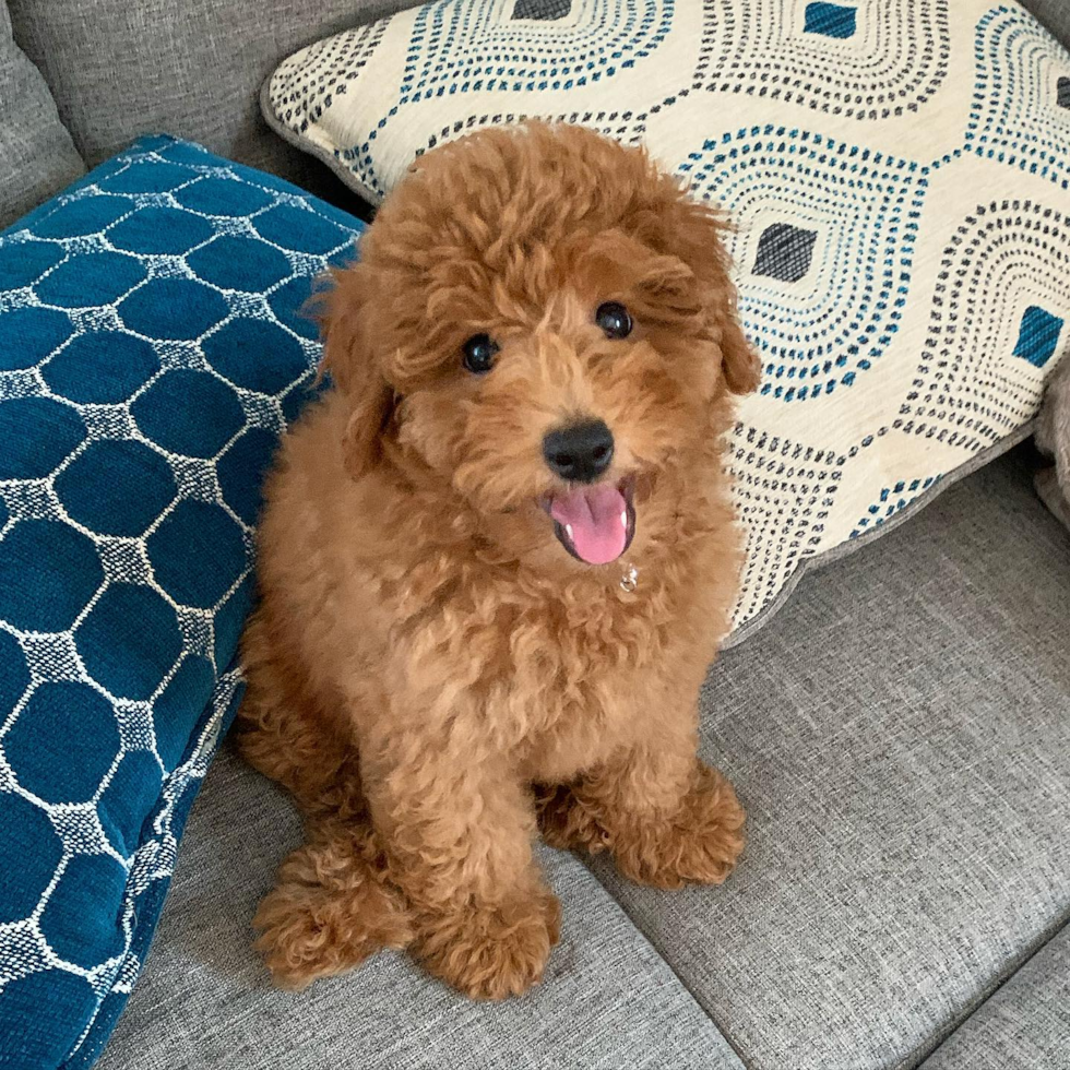 Sweet Mini Goldendoodle Pup in Huntington Beach CA