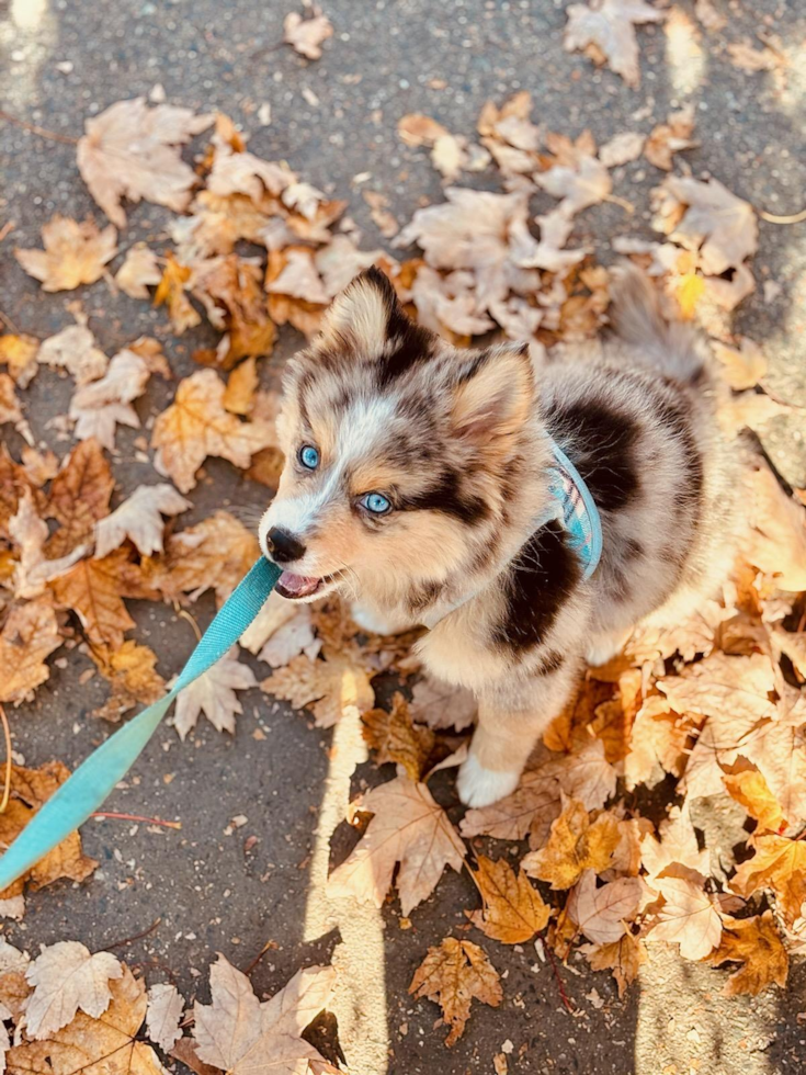 Smart Pomsky Designer Pup