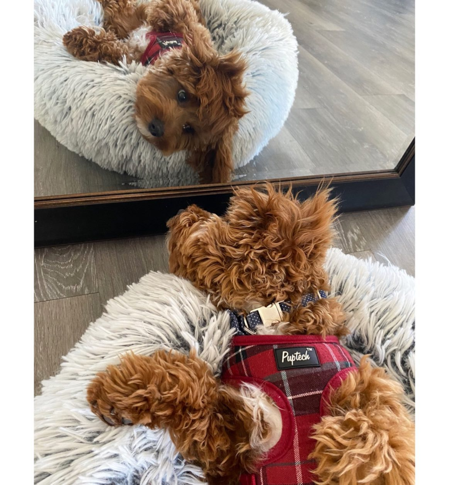 Friendly Cavapoo Pup