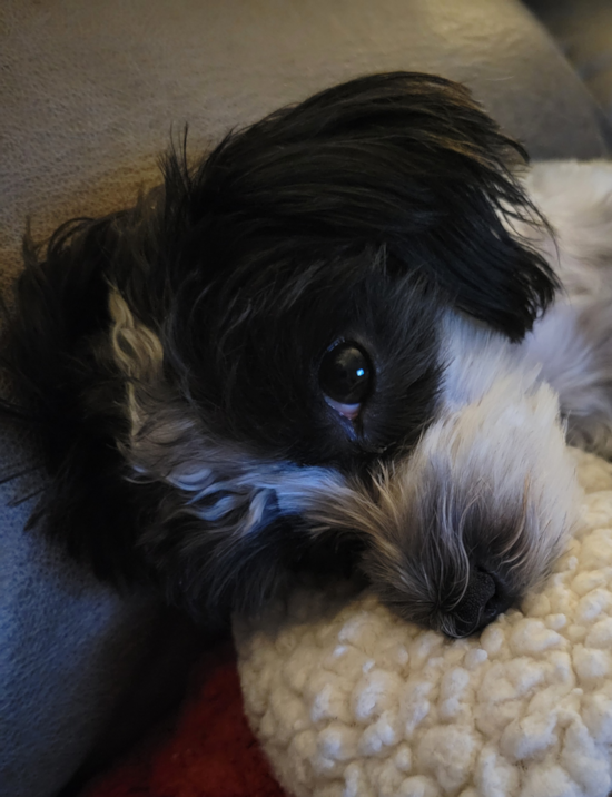 Morkie