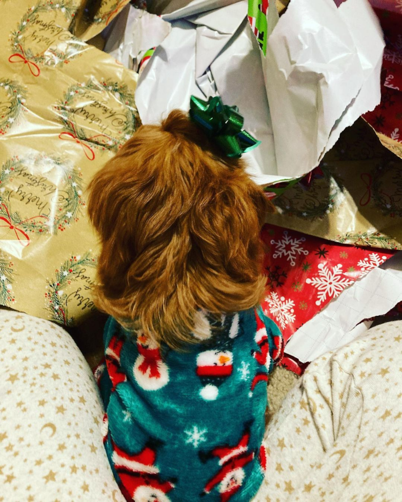 Popular Cavapoo Poodle Mix Pup