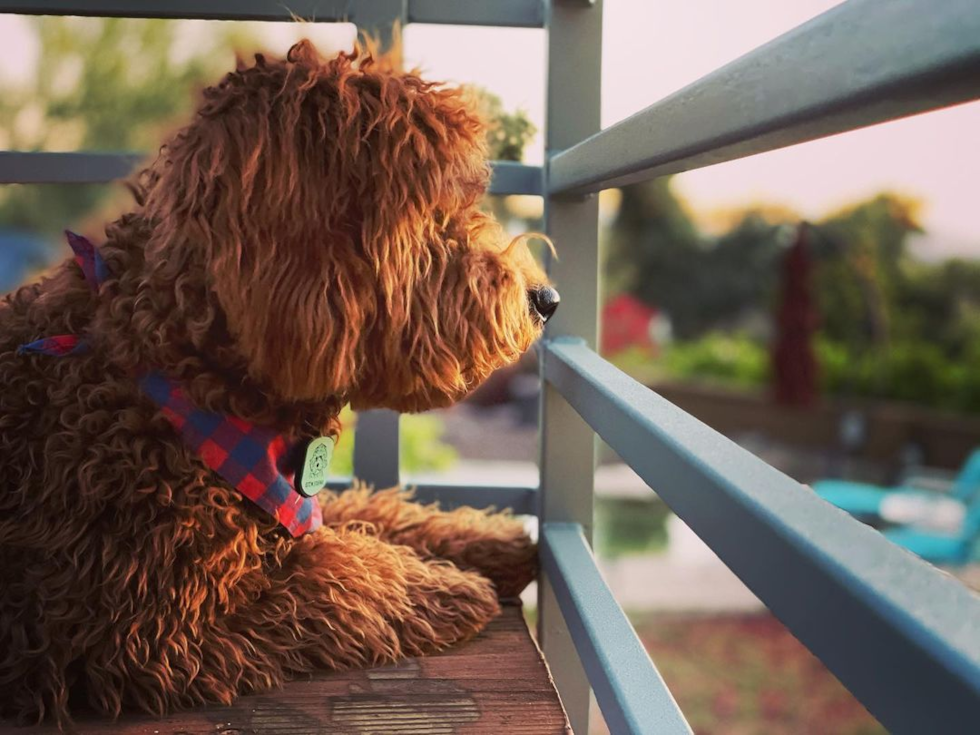 Phoenix Mini Goldendoodle Pup