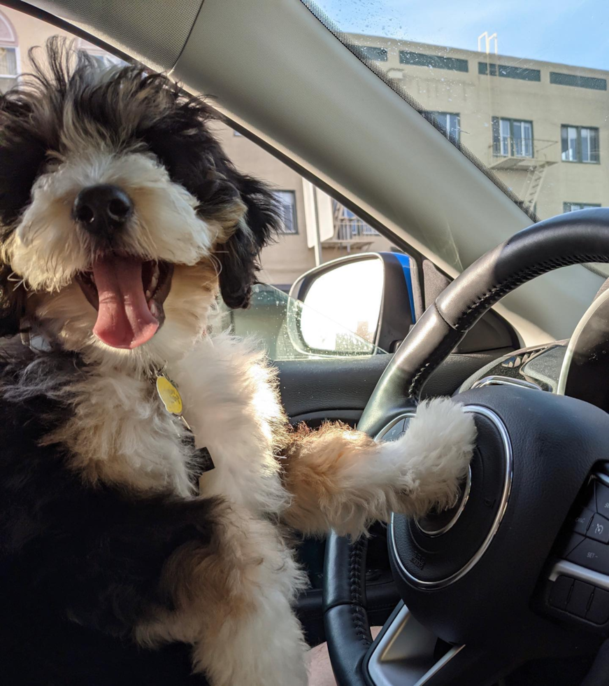 Funny Mini Bernedoodle Poodle Mix Pup