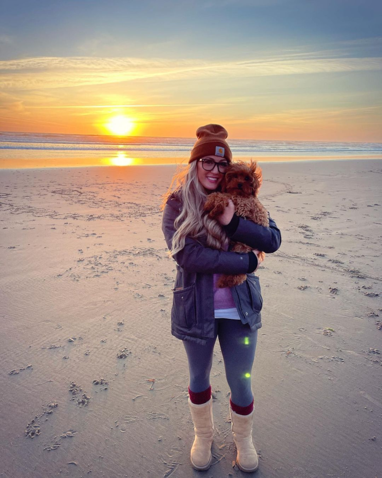 Smart Cavapoo Poodle Mix Pup