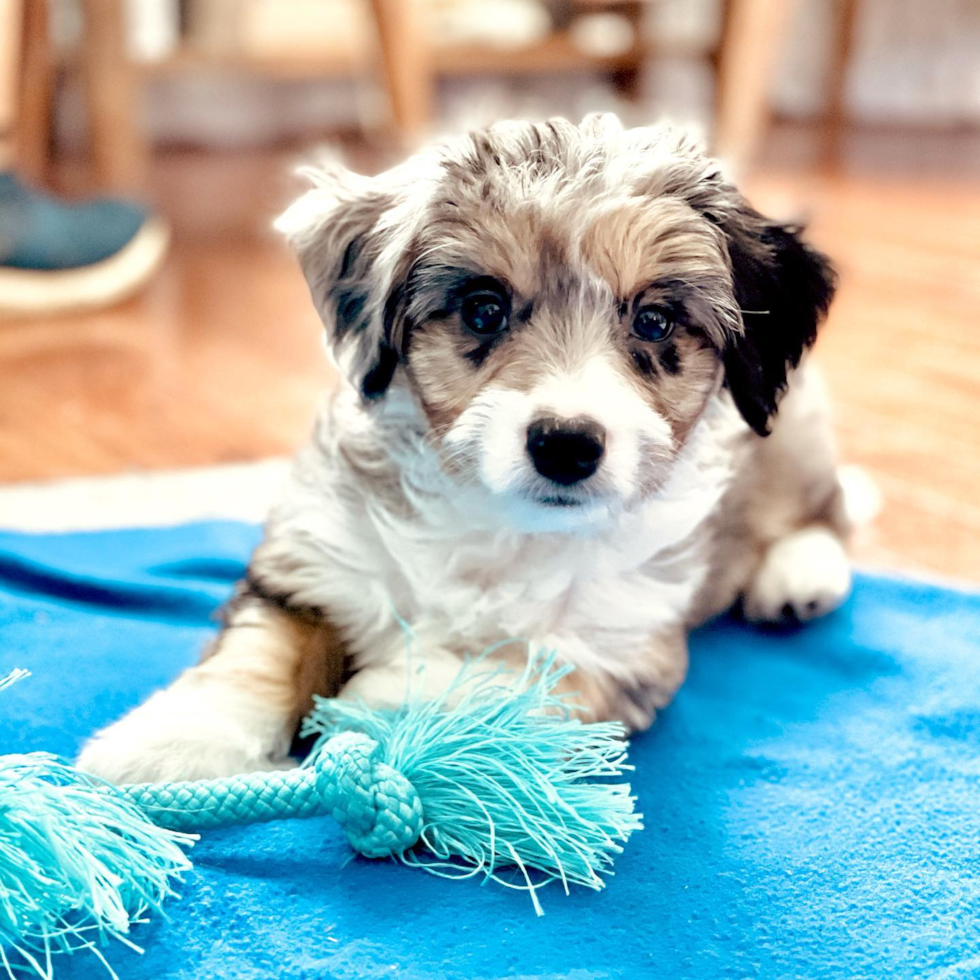 Springfield Aussiechon Pup