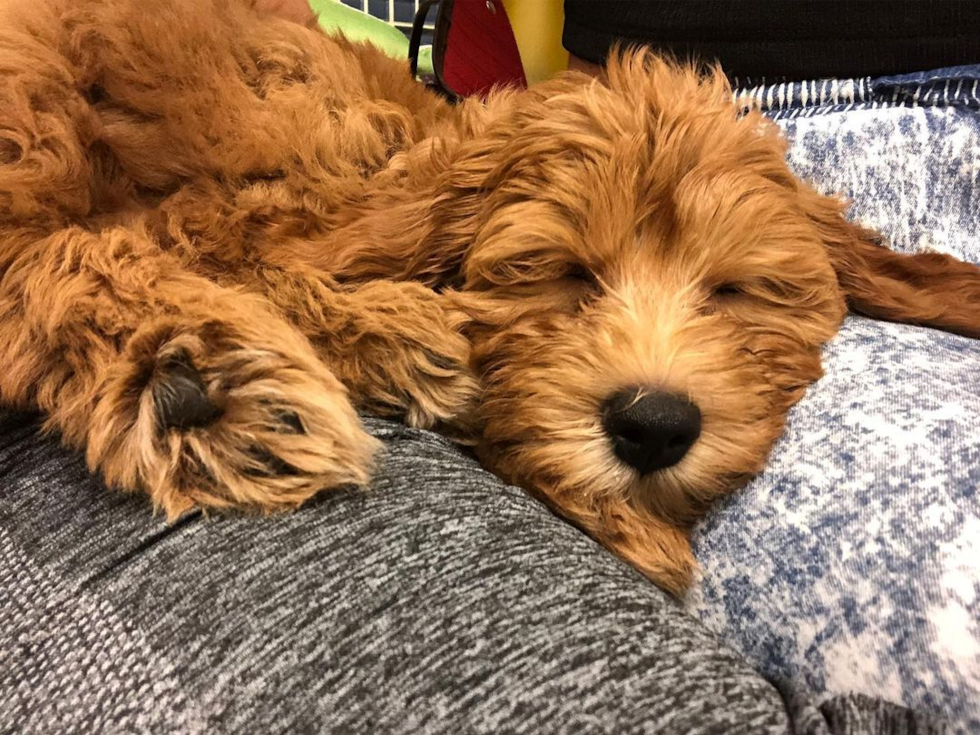 Friendly Mini Goldendoodle Pup in Miami Beach FL