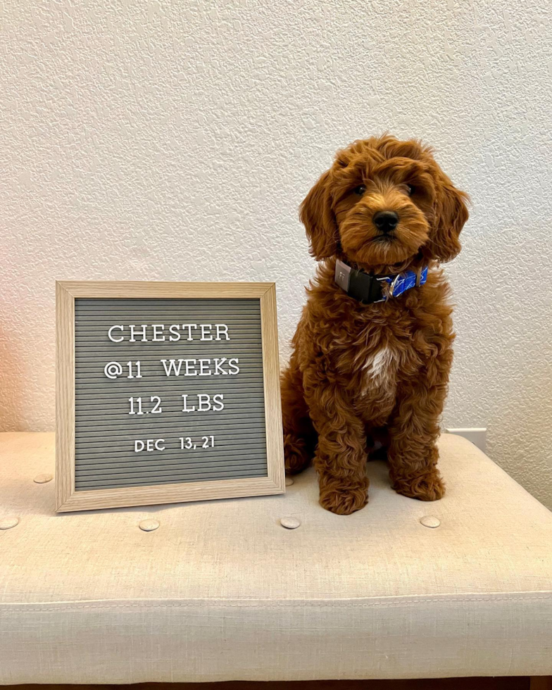 Small Mini Goldendoodle Pup in South San Francisco CA