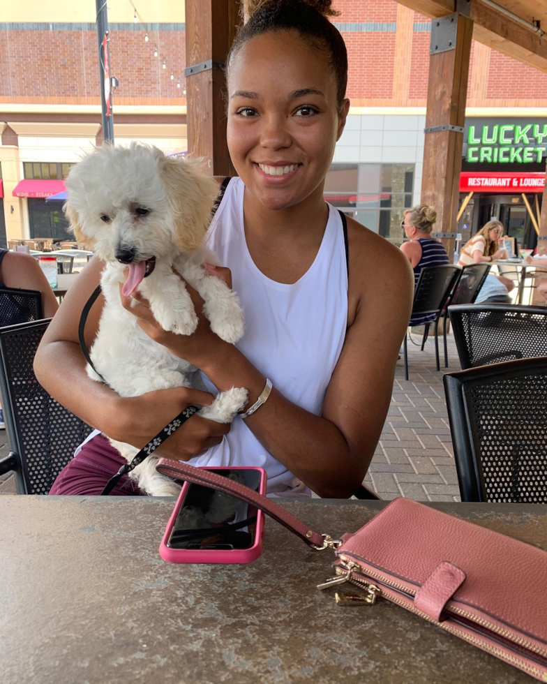 Hypoallergenic Bichpoo Poodle Mix Pup