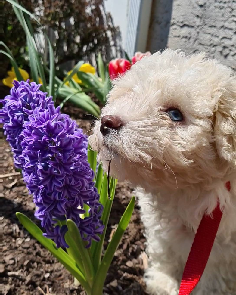 Friendly Poochon Pup in NORRISTOWN PA