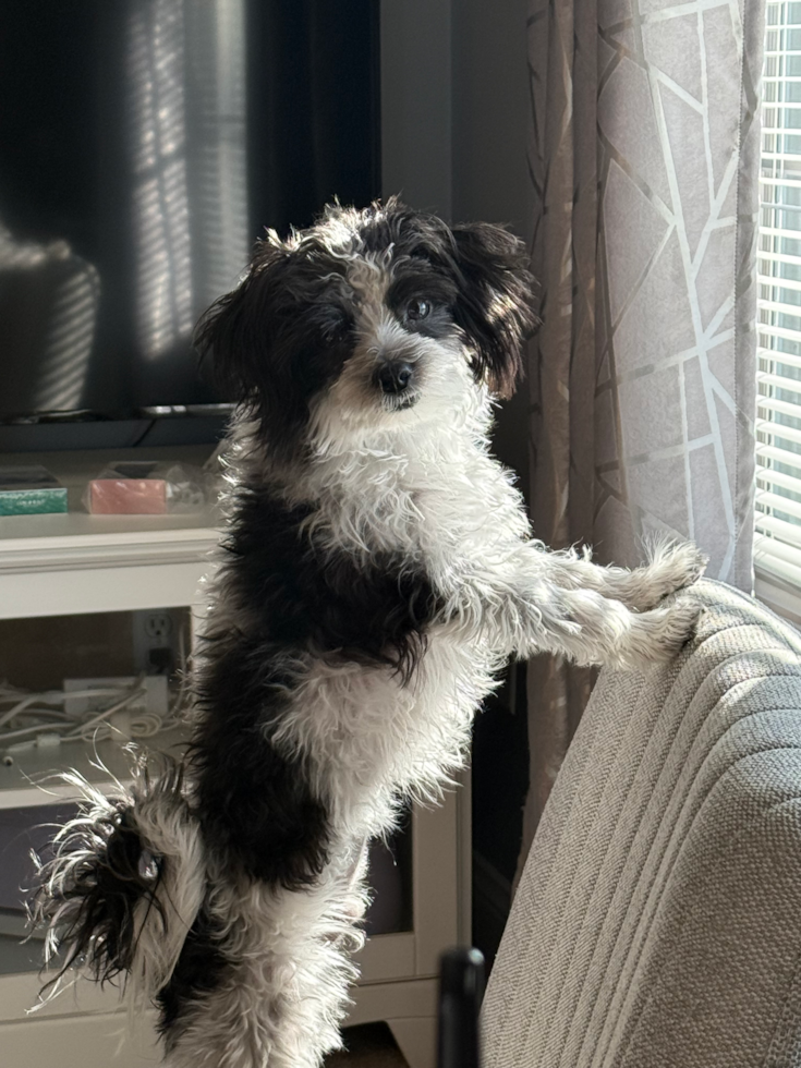 Cute Morkie Pup