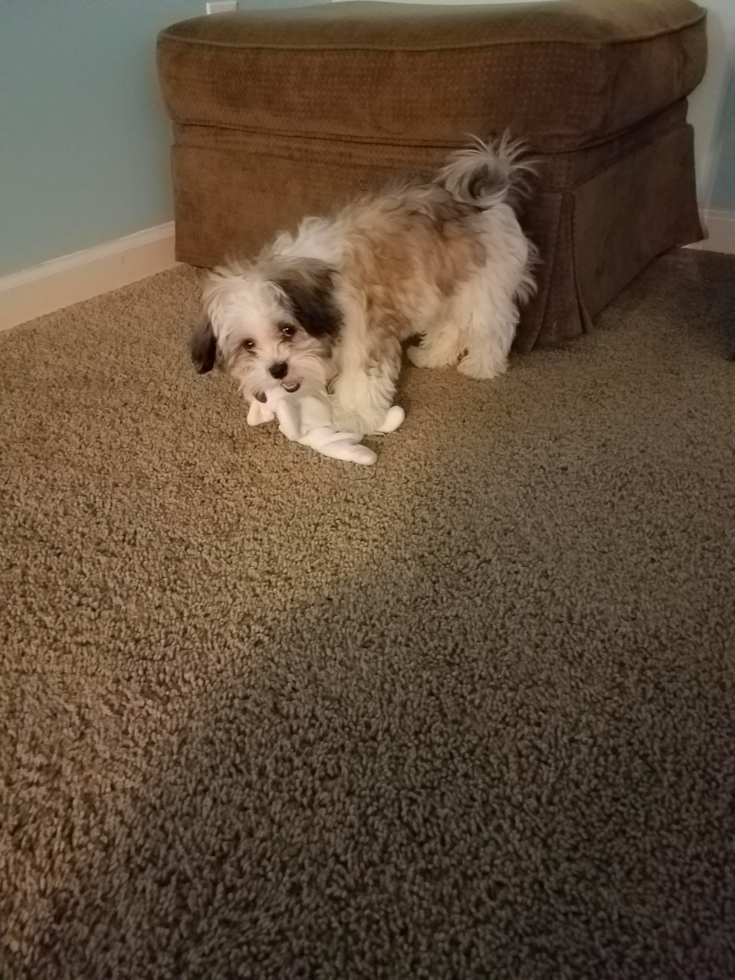 Happy Teddy Bear Pup in Parker City IN