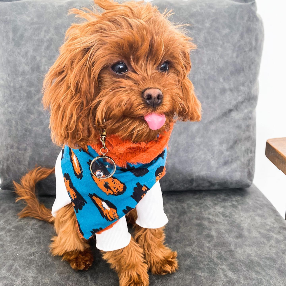 Cute Cavapoo Pup in Ogden UT