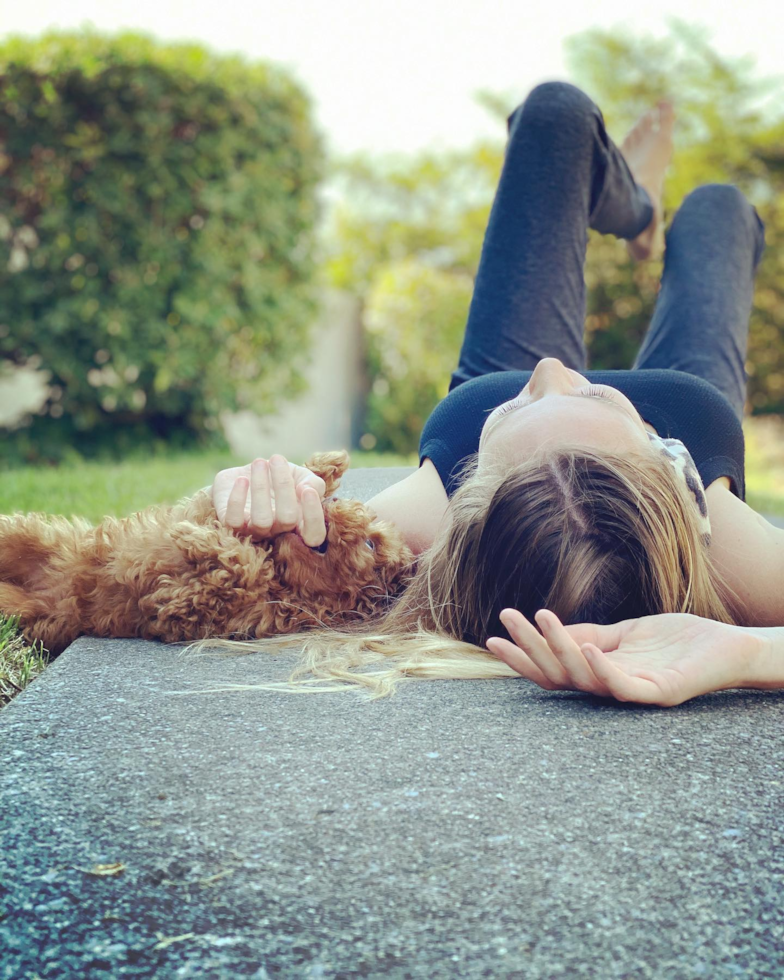 Petite Cavapoo Poodle Mix Pup